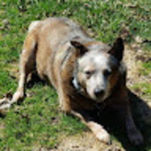 Meet your Posher, Oliver